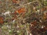 Bupleurum marschallianum