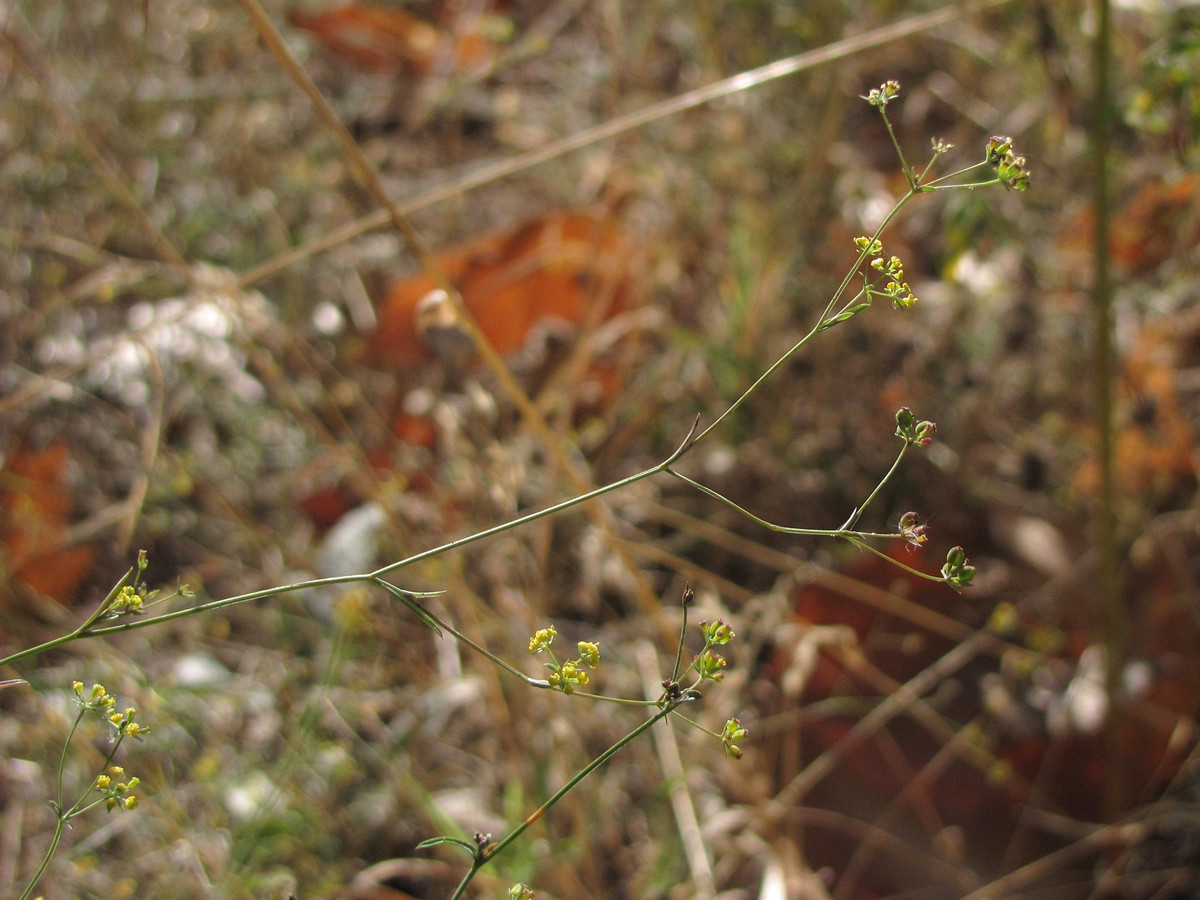 Image of Bupleurum marschallianum specimen.