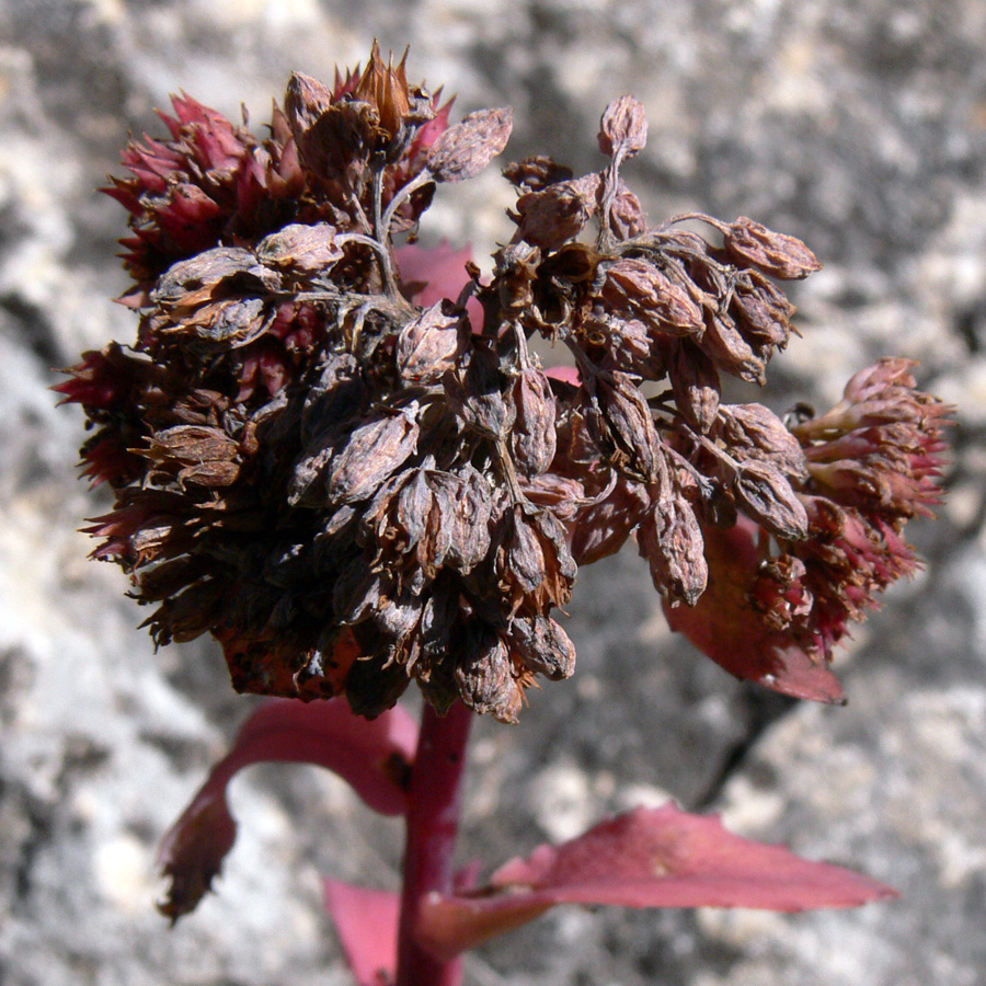 Изображение особи Hylotelephium triphyllum.