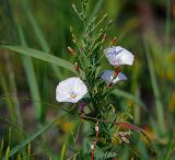 Convolvulus arvensis