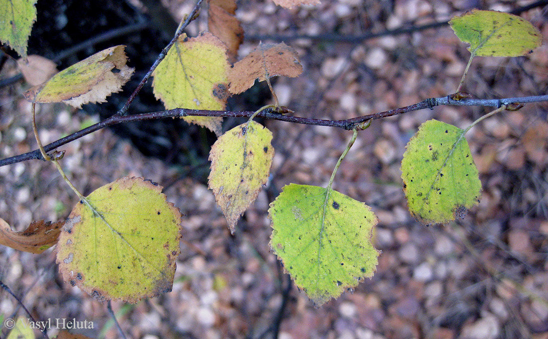 Image of Betula kotulae specimen.