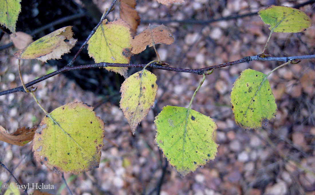 Изображение особи Betula kotulae.