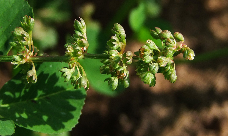 Image of Rumex spinosus specimen.
