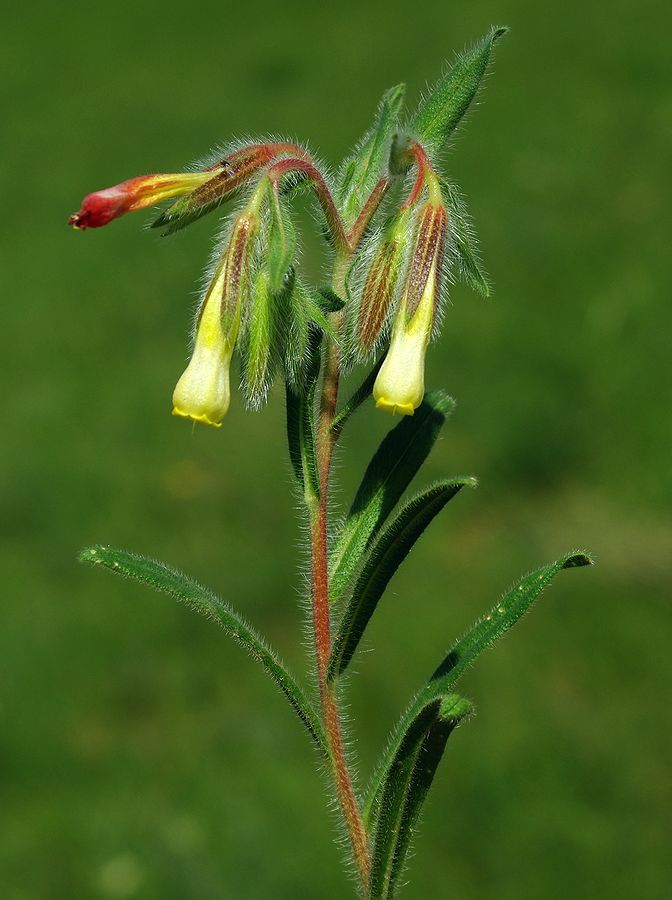 Image of Onosma dichroantha specimen.