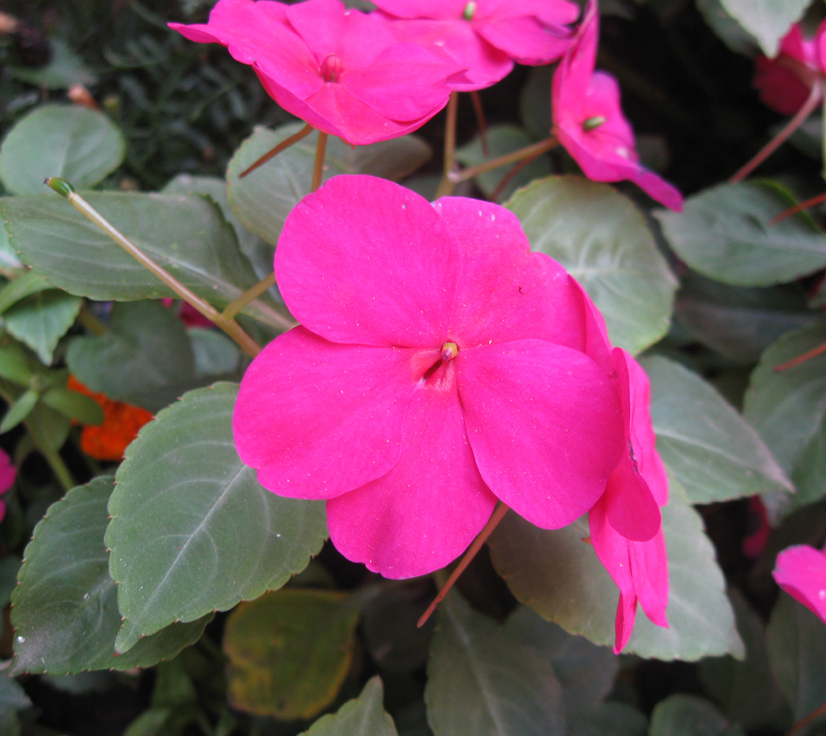 Image of Impatiens walleriana specimen.