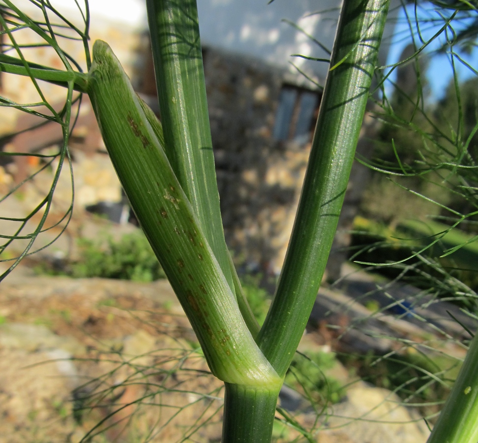 Изображение особи Foeniculum vulgare.