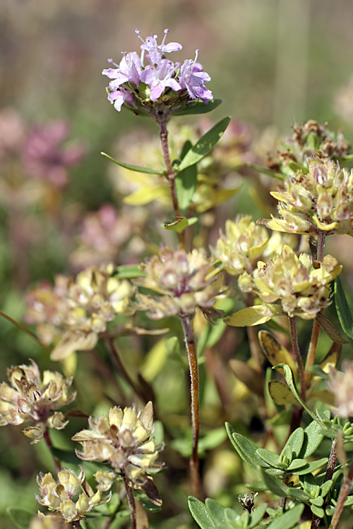 Изображение особи Thymus seravschanicus.