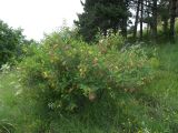 Colutea cilicica