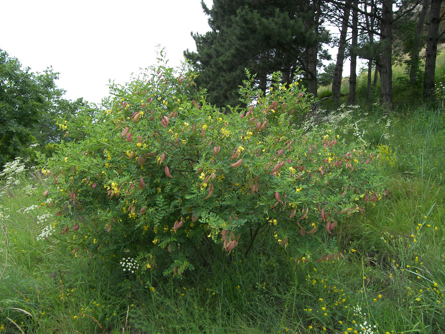 Image of Colutea cilicica specimen.