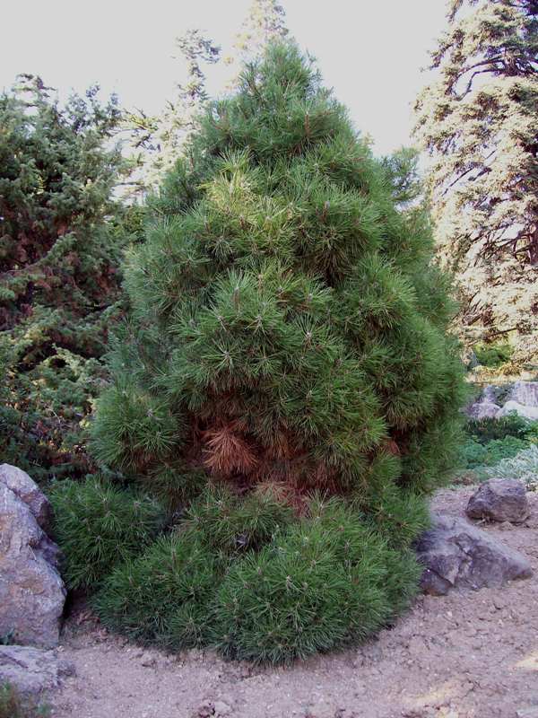 Изображение особи Pinus pallasiana.