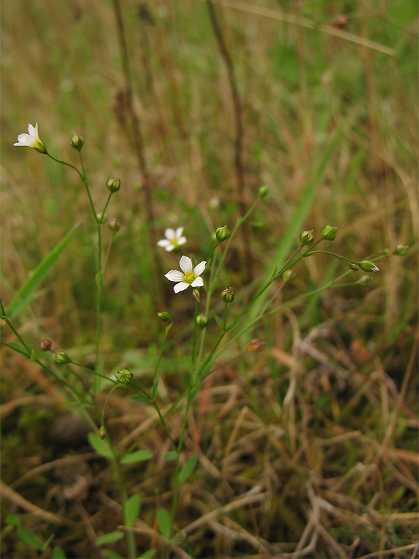 Лен слабительный. Linum catharticum. Лён слабительный. Лен слабительный фото. Лен слабительный в Узбекистане.