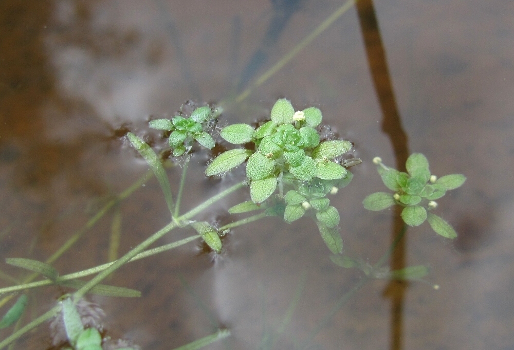 Image of Callitriche palustris specimen.
