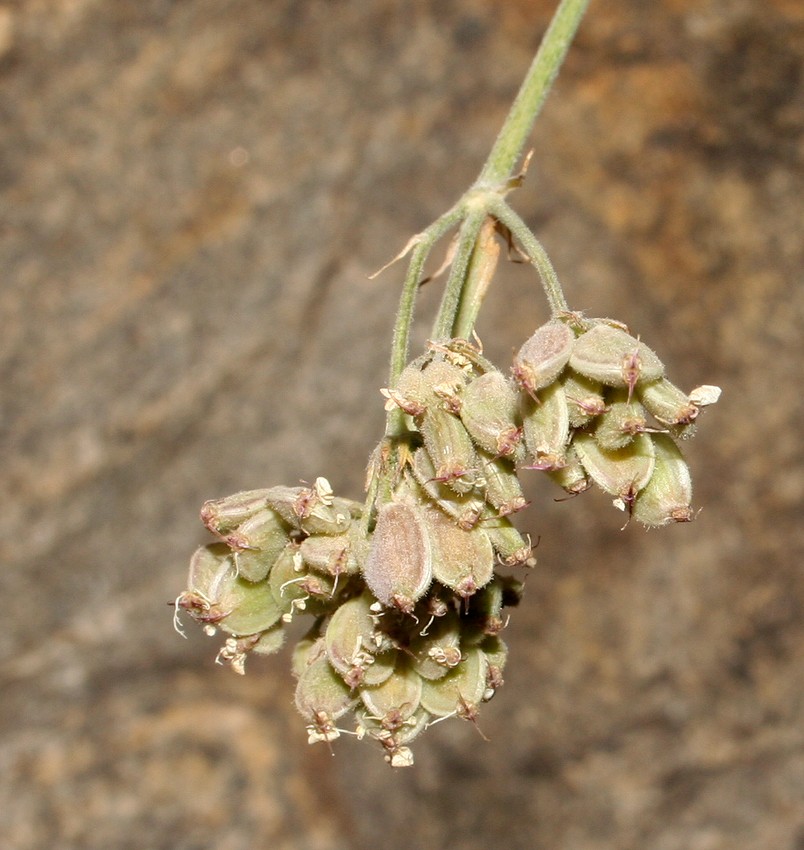 Image of Semenovia vachanica specimen.