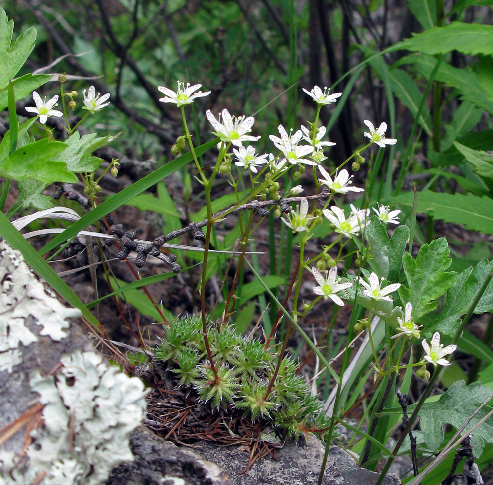 Image of Saxifraga bronchialis specimen.