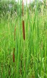 Typha angustifolia. Верхние части цветущих растений. Татарстан, Верхнеуслонский р-н, д. Савино, у дороги. 11.07.2011.