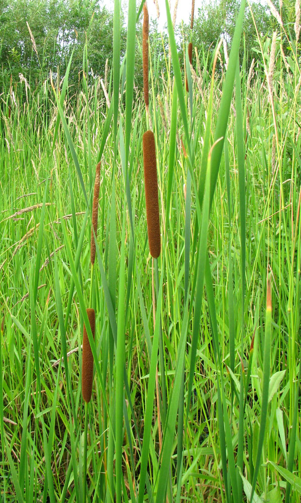 Изображение особи Typha angustifolia.