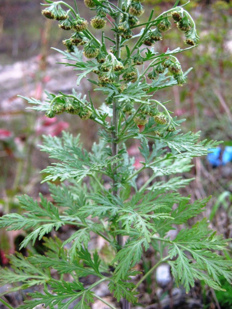 Image of Artemisia sieversiana specimen.