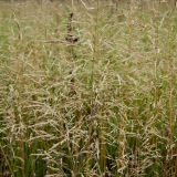 Agrostis gigantea. Части стеблей плодоносящих растений. Смоленская обл., Смоленский р-н, дер. Жарь, край запущенного поля. 29.08.2011.