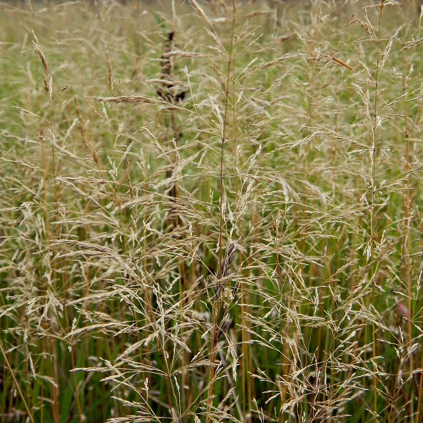 Image of Agrostis gigantea specimen.