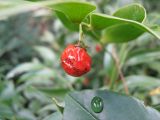 Danae racemosa. Часть ветви со зрелым плодом. Крым, г. Ялта, в культуре. 24 января 2012 г.