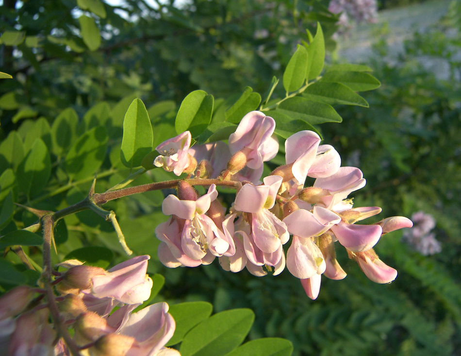 Image of Robinia viscosa specimen.