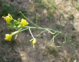 Diplotaxis tenuifolia. Соцветие с бутонами, цветками и завязавшимися плодами. Крым, г. Саки, пустырь у территории базы отдыха \"Прибой\". 23.08.2011.