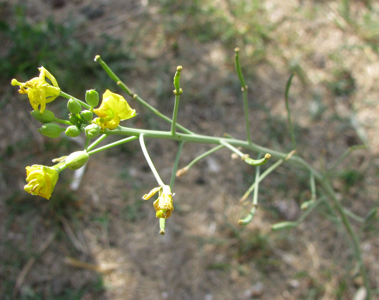 Image of Diplotaxis tenuifolia specimen.