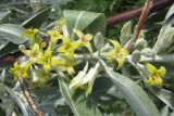 Elaeagnus angustifolia. Часть побега с цветками. Крым, Севастополь, Инкерман, р. Чёрная. 19 мая 2010 г.