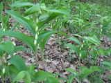 Polygonatum hirtum