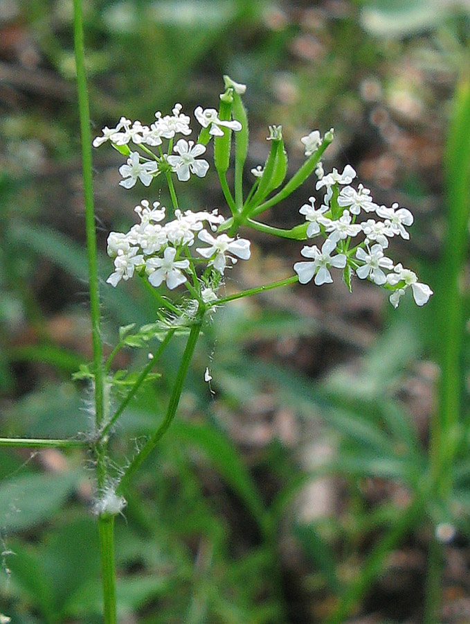 Изображение особи Anthriscus cerefolium.