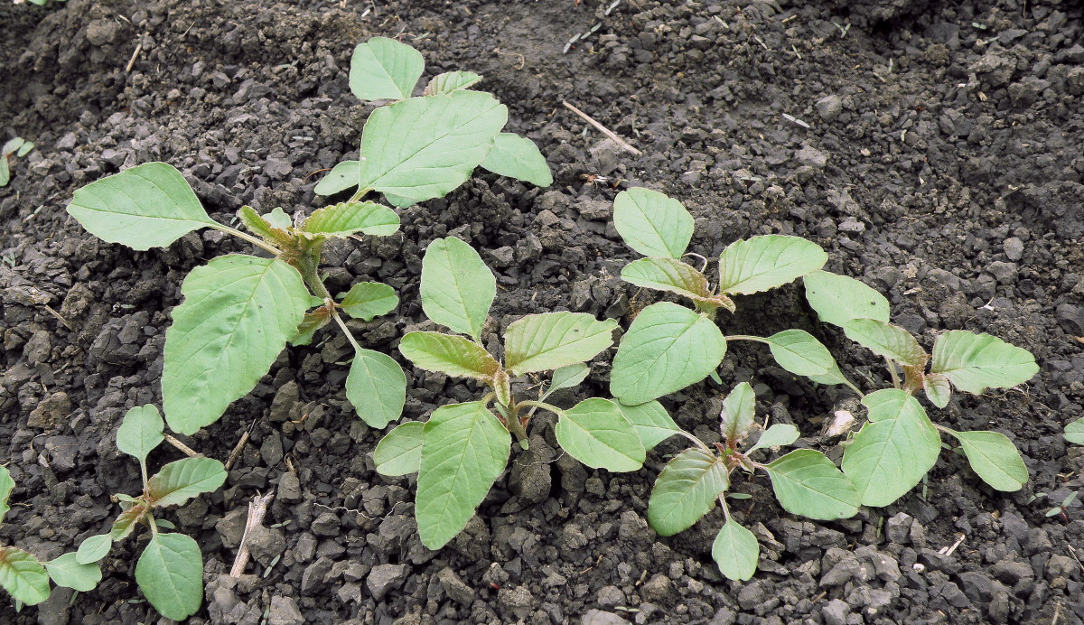 Image of Amaranthus retroflexus specimen.