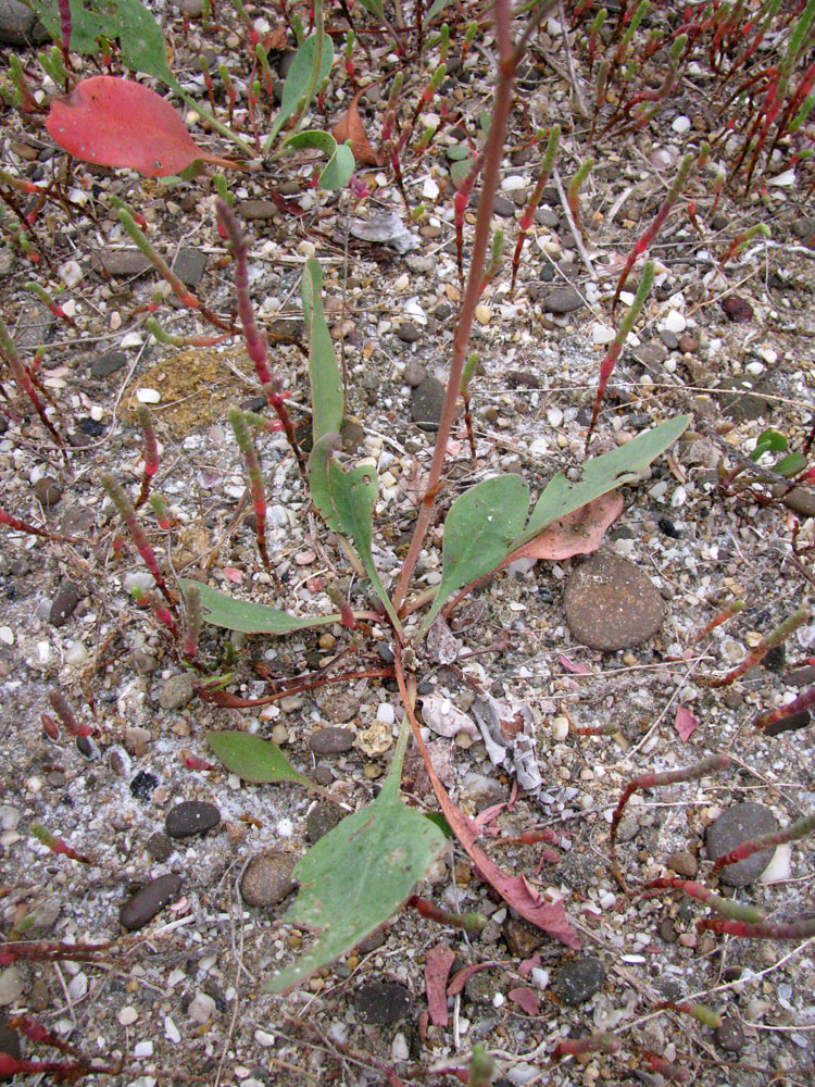 Изображение особи Limonium scoparium.