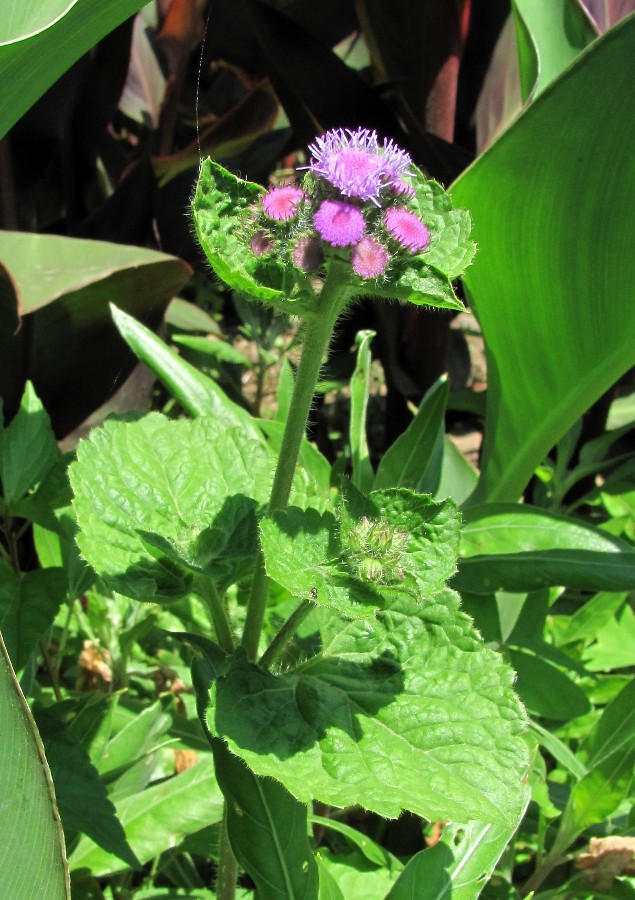 Image of Ageratum houstonianum specimen.