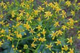 Senecio schwetzowii