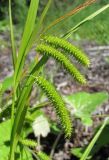 Carex pseudocyperus