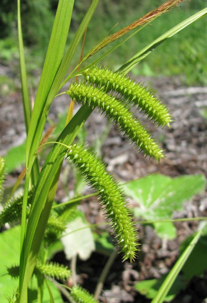 Изображение особи Carex pseudocyperus.