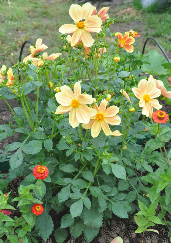 Image of Dahlia pinnata specimen.