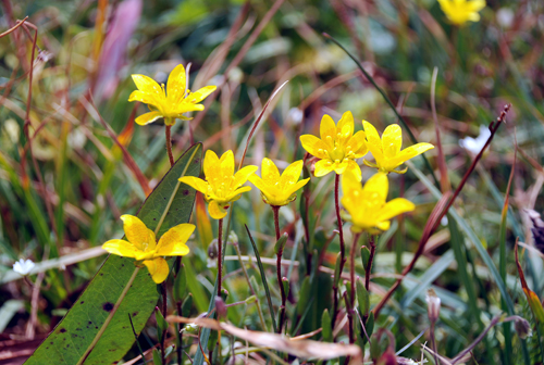 Изображение особи Saxifraga hirculus.