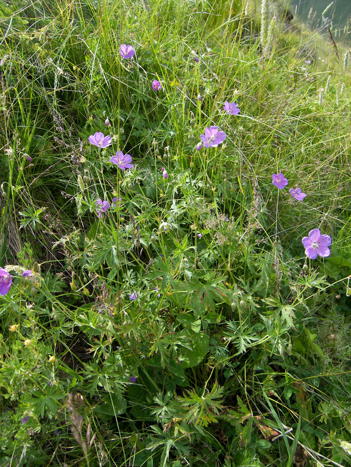 Изображение особи Geranium collinum.