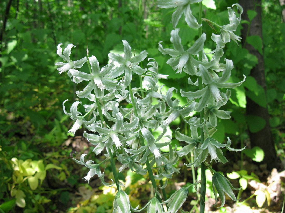 Image of Ornithogalum boucheanum specimen.