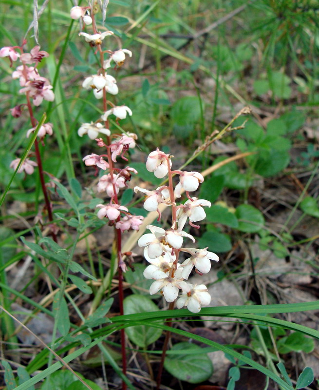 Image of Pyrola rotundifolia specimen.