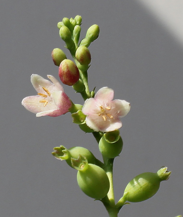 Image of Symphoricarpos albus var. laevigatus specimen.