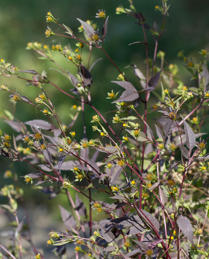 Image of Bidens frondosa specimen.