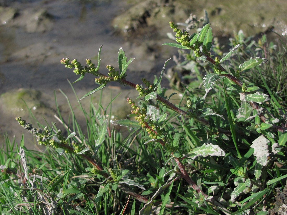 Image of Oxybasis glauca specimen.