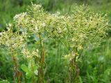 Cardaria draba