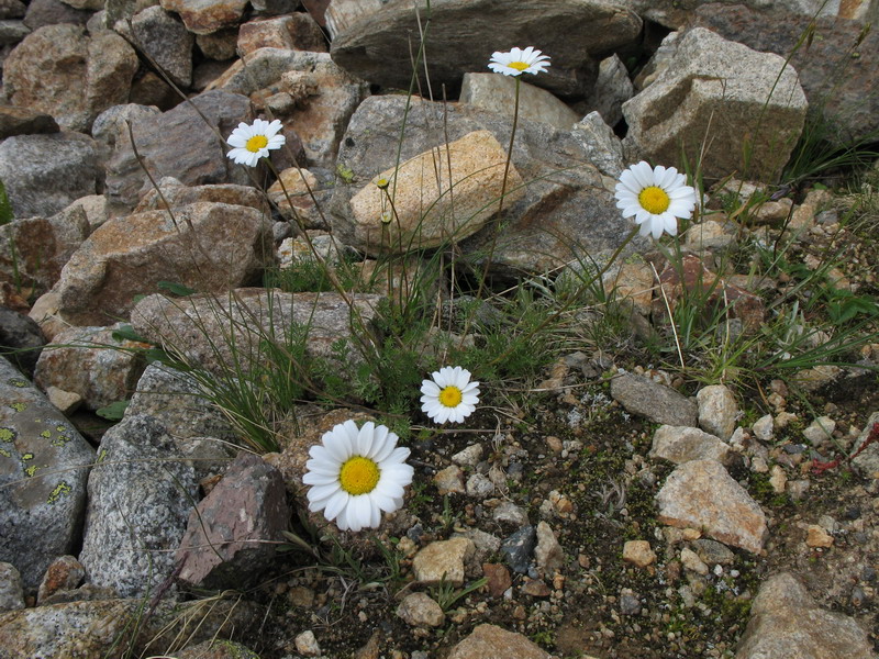 Image of Anthemis iberica specimen.
