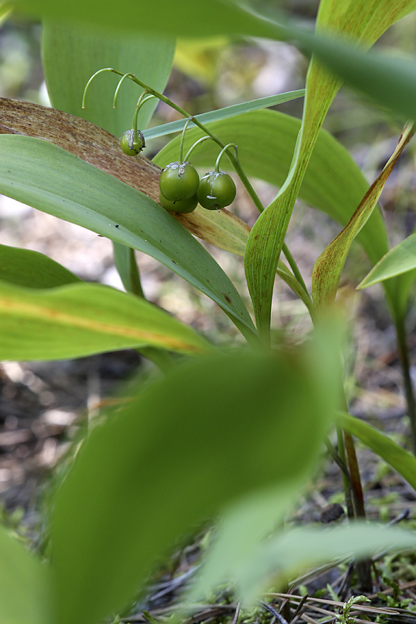 Изображение особи Convallaria majalis.