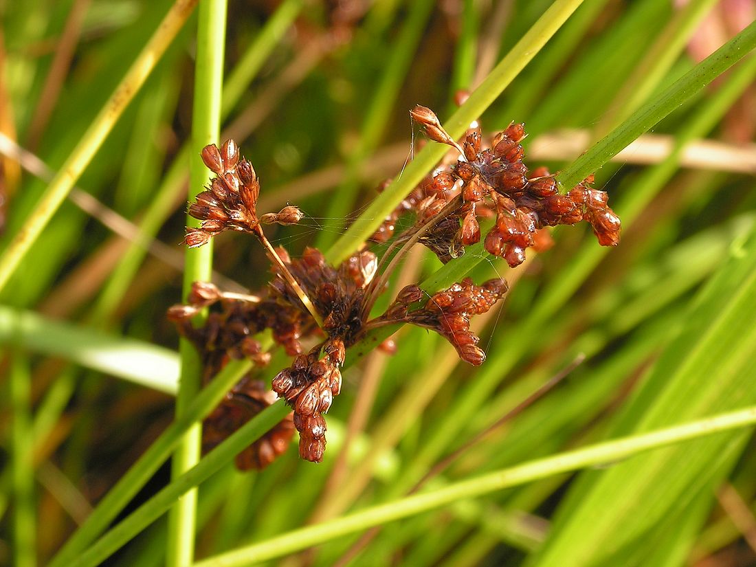 Изображение особи род Juncus.