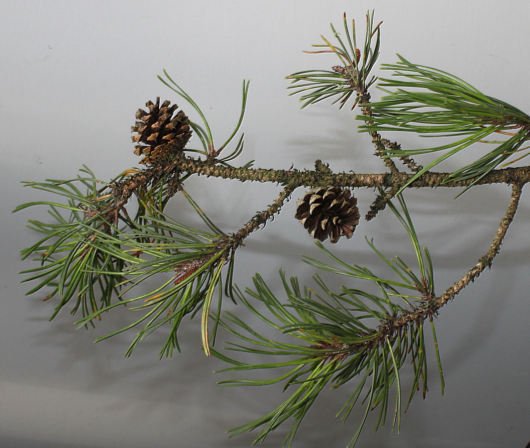 Изображение особи Pinus contorta.