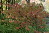 Viburnum plicatum. Растение с листьями в осенней окраске. Германия, г. Кемпен, в прогулочной зоне . 19.10.2012.